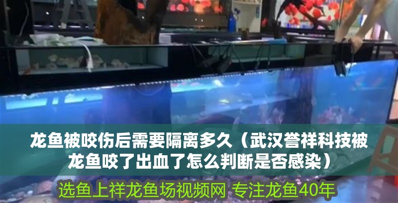 龍魚(yú)被咬傷后需要隔離多久（武漢譽(yù)祥科技被龍魚(yú)咬了出血了怎么判斷是否感染） 龍魚(yú)被咬傷后需要隔離多久（武漢譽(yù)祥科技被龍魚(yú)咬了出血了怎么判斷是否感染） 龍魚(yú)百科