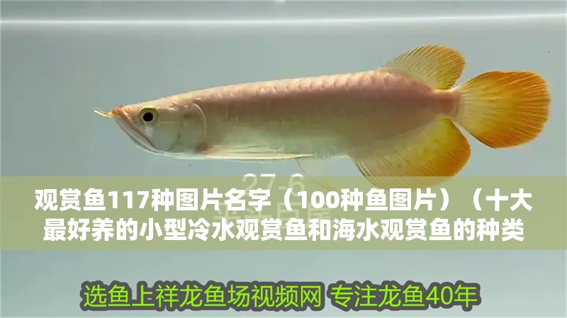 觀賞魚117種圖片名字（100種魚圖片）（十大最好養(yǎng)的小型冷水觀賞魚和海水觀賞魚的種類及種類） 觀賞魚117種圖片名字（100種魚圖片）（十大最好養(yǎng)的小型冷水觀賞魚和海水觀賞魚的種類及種類） 觀賞魚百科