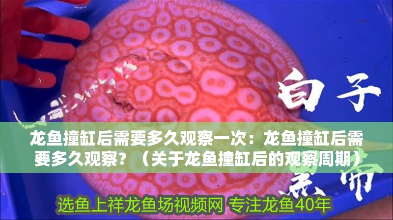 龍魚撞缸后需要多久觀察一次：龍魚撞缸后需要多久觀察？（關于龍魚撞缸后的觀察周期）