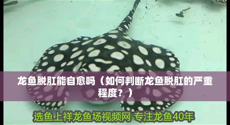 龍魚脫肛能自愈嗎（如何判斷龍魚脫肛的嚴重程度？）