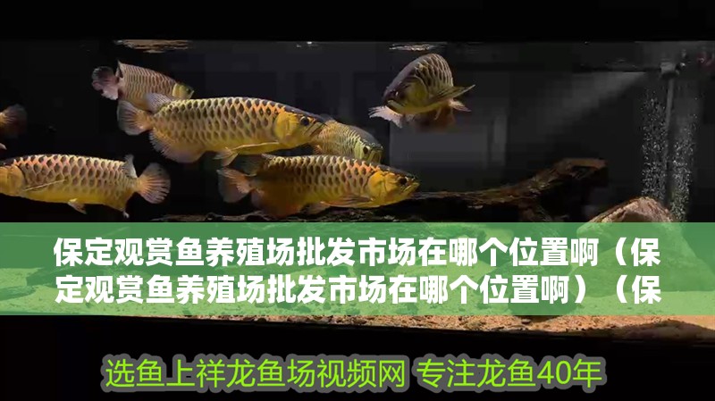 保定觀賞魚養殖場批發市場在哪個位置啊（保定觀賞魚養殖場批發市場在哪個位置啊）（保定觀賞魚養殖場批發市場）