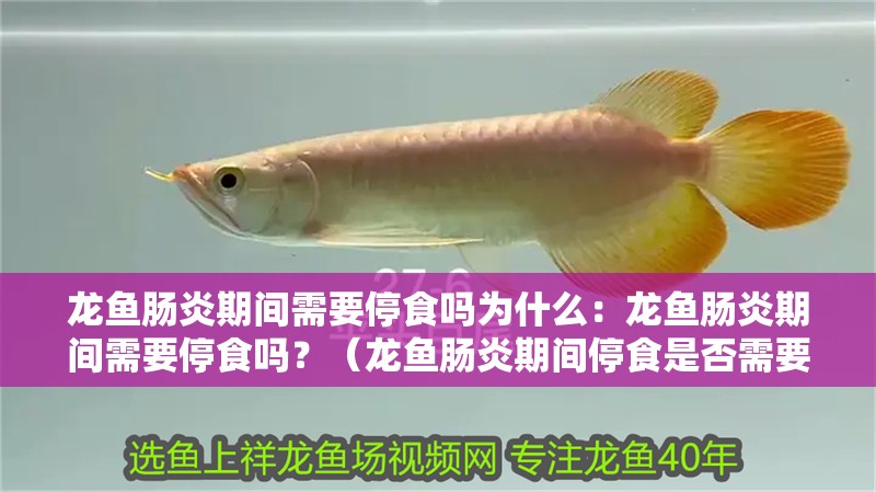 龍魚腸炎期間需要停食嗎為什么：龍魚腸炎期間需要停食嗎？（龍魚腸炎期間停食是否需要停食，龍魚腸炎期間需要注意什么）