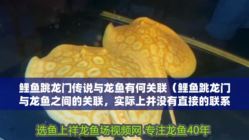 我的虎魚真菌感染了要怎么處理 鯉魚跳龍門傳說與龍魚有何關(guān)聯(lián)(鯉魚跳龍門與龍魚之間的關(guān)聯(lián),實(shí)際上并沒有直接的聯(lián)系) 龍魚百科 鯉魚跳龍門傳說與龍魚有何關(guān)聯(lián)(鯉魚跳龍門與龍魚之間的關(guān)聯(lián),實(shí)際上并沒有直接的聯(lián)系) 鯉魚跳龍門傳說與龍魚有何關(guān)聯(lián)(鯉魚跳龍門與龍魚之間的關(guān)聯(lián),實(shí)際上并沒有直接的聯(lián)系) 龍魚百科