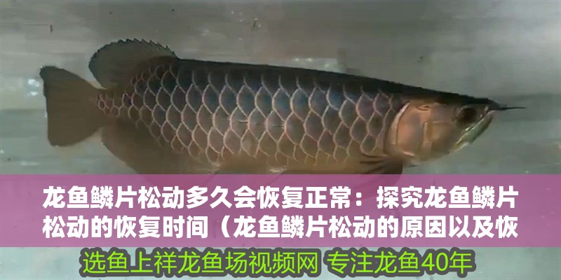 龍魚鱗片松動多久會恢復正常：探究龍魚鱗片松動的恢復時間（龍魚鱗片松動的原因以及恢復時間）