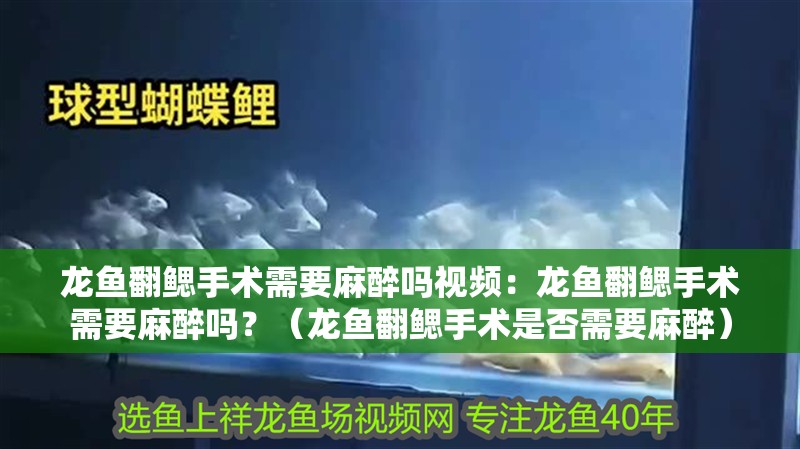 給大魚缸換水的頻率是固定的,而是需要根據多種因素來確定:給大魚缸換水的頻率不是固定的,而是需要根據多種因素來確定 龍魚翻鰓手術需要麻醉嗎視頻:龍魚翻鰓手術需要麻醉嗎?(龍魚翻鰓手術是否需要麻醉) 水族問答 龍魚翻鰓手術需要麻醉嗎視頻:龍魚翻鰓手術需要麻醉嗎?(龍魚翻鰓手術是否需要麻醉) 龍魚翻鰓手術需要麻醉嗎視頻:龍魚翻鰓手術需要麻醉嗎?(龍魚翻鰓手術是否需要麻醉) 水族問答