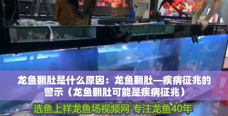 龍魚翻肚是什么原因：龍魚翻肚—疾病征兆的警示（龍魚翻肚可能是疾病征兆）