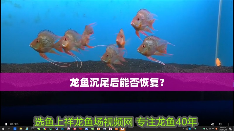 龍魚沉尾后能否恢復(fù)？
