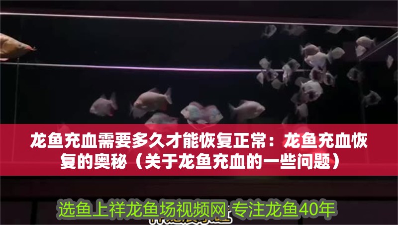 龍魚充血需要多久才能恢復(fù)正常：龍魚充血恢復(fù)的奧秘（關(guān)于龍魚充血的一些問題）