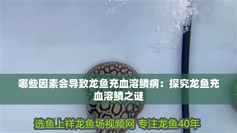 哪些因素會導致龍魚充血溶鱗病：探究龍魚充血溶鱗之謎
