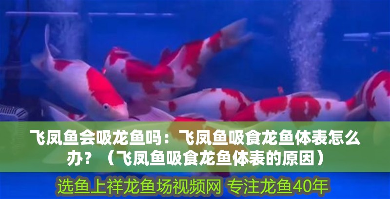 飛鳳魚會吸龍魚嗎：飛鳳魚吸食龍魚體表怎么辦？（飛鳳魚吸食龍魚體表的原因）