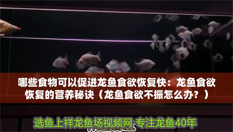 龍魚干蝦有營養(yǎng)嗎 哪些食物可以促進(jìn)龍魚食欲恢復(fù)快:龍魚食欲恢復(fù)的營養(yǎng)秘訣(龍魚食欲不振怎么辦?) 水族問答 哪些食物可以促進(jìn)龍魚食欲恢復(fù)快:龍魚食欲恢復(fù)的營養(yǎng)秘訣(龍魚食欲不振怎么辦?) 哪些食物可以促進(jìn)龍魚食欲恢復(fù)快:龍魚食欲恢復(fù)的營養(yǎng)秘訣(龍魚食欲不振怎么辦?) 水族問答