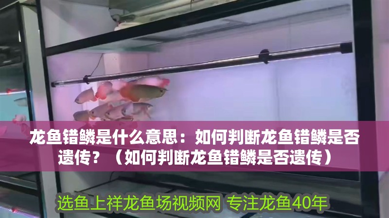 龍魚錯鱗是什么意思：如何判斷龍魚錯鱗是否遺傳？（如何判斷龍魚錯鱗是否遺傳）