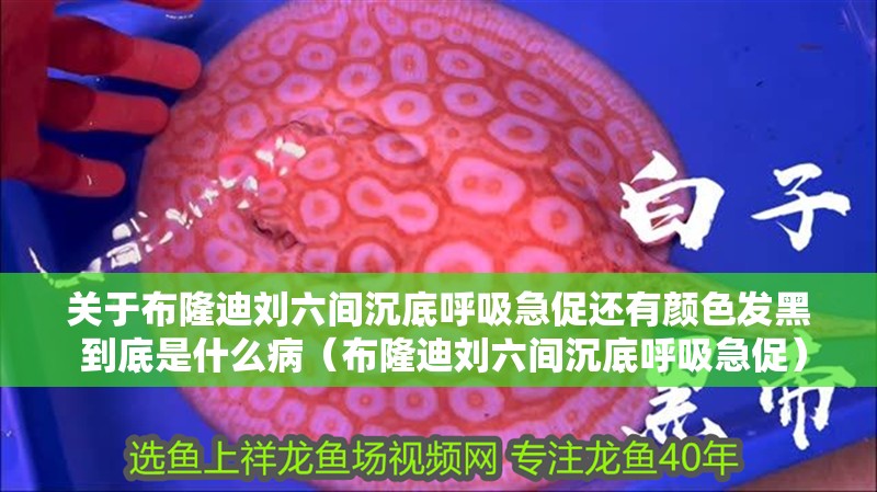 關于布隆迪劉六間沉底呼吸急促還有顏色發(fā)黑 到底是什么?。ú悸〉蟿⒘g沉底呼吸急促）