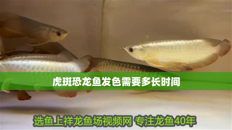 虎斑恐龍魚發色需要多長時間
