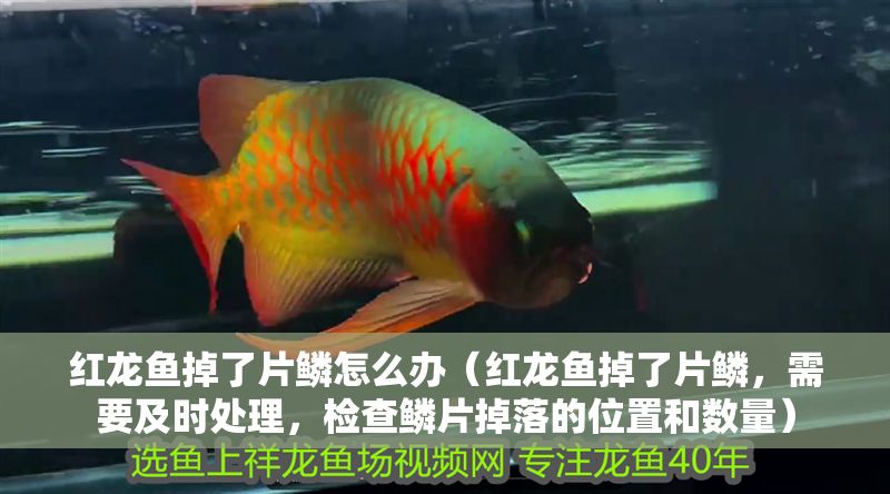 紅龍魚掉了片鱗怎么辦（紅龍魚掉了片鱗，需要及時處理，檢查鱗片掉落的位置和數量）