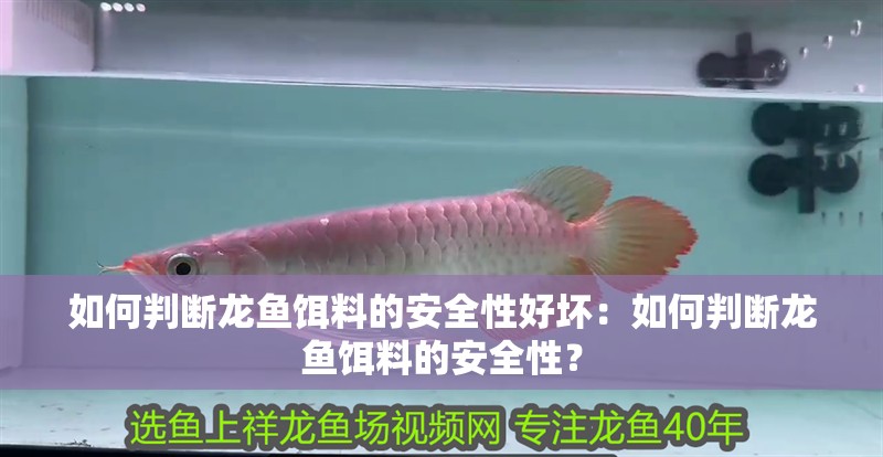 如何判斷龍魚(yú)餌料的安全性好壞：如何判斷龍魚(yú)餌料的安全性？