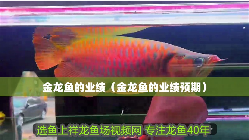 金龍魚的業績（金龍魚的業績預期）