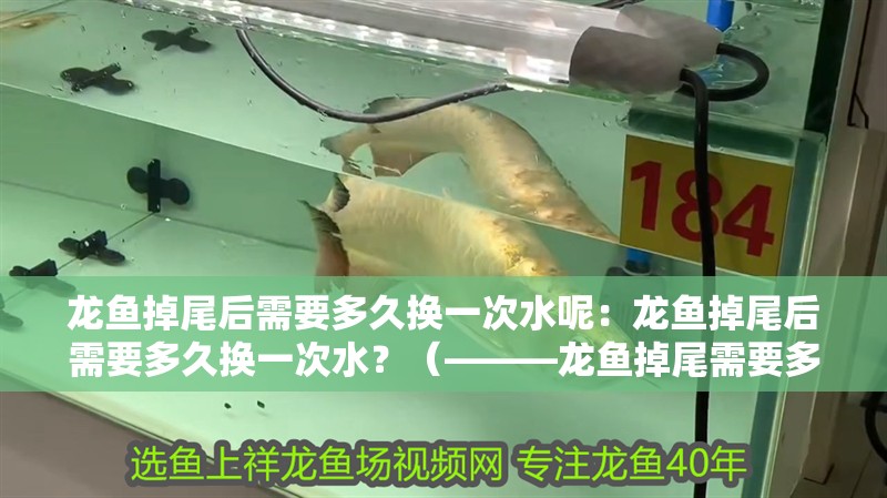 龍魚掉尾后需要多久換一次水呢：龍魚掉尾后需要多久換一次水？（———龍魚掉尾需要多久換一次水）