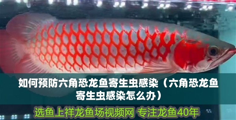 如何預防六角恐龍魚寄生蟲感染（六角恐龍魚寄生蟲感染怎么辦）