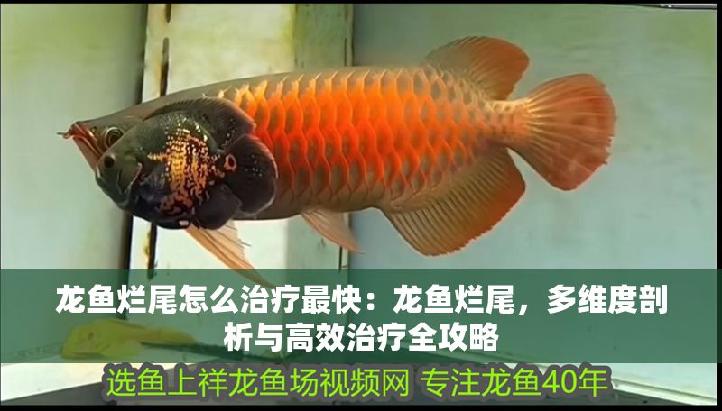 龍魚爛尾怎么治療最快：龍魚爛尾，多維度剖析與高效治療全攻略