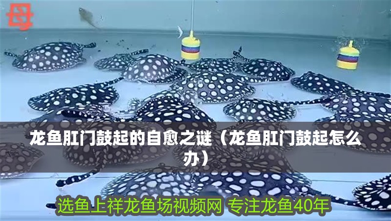 龍魚肛門鼓起的自愈之謎（龍魚肛門鼓起怎么辦）