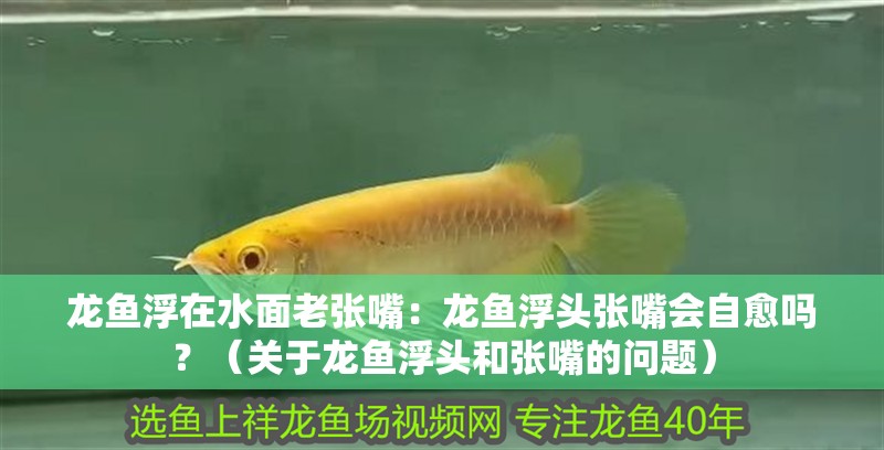 龍魚浮在水面老張嘴：龍魚浮頭張嘴會自愈嗎？（關于龍魚浮頭和張嘴的問題）