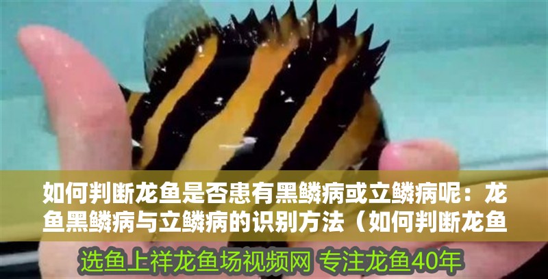 如何判斷龍魚是否患有黑鱗病或立鱗病呢：龍魚黑鱗病與立鱗病的識別方法（如何判斷龍魚是否患有立鱗病和立鱗病和立鱗病的方法） 如何判斷龍魚是否患有黑鱗病或立鱗病呢：龍魚黑鱗病與立鱗病的識別方法（如何判斷龍魚是否患有立鱗病和立鱗病和立鱗病的方法） 水族問答