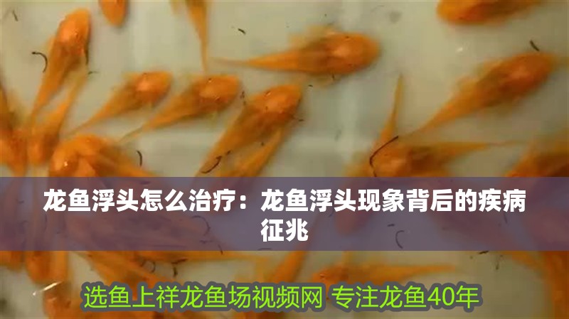 龍魚浮頭怎么治療：龍魚浮頭現象背后的疾病征兆
