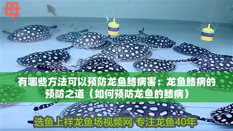 有哪些方法可以預(yù)防龍魚鰭病害：龍魚鰭病的預(yù)防之道（如何預(yù)防龍魚的鰭病）