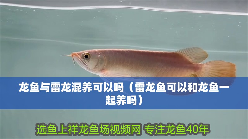 龍魚與雷龍混養可以嗎（雷龍魚可以和龍魚一起養嗎）