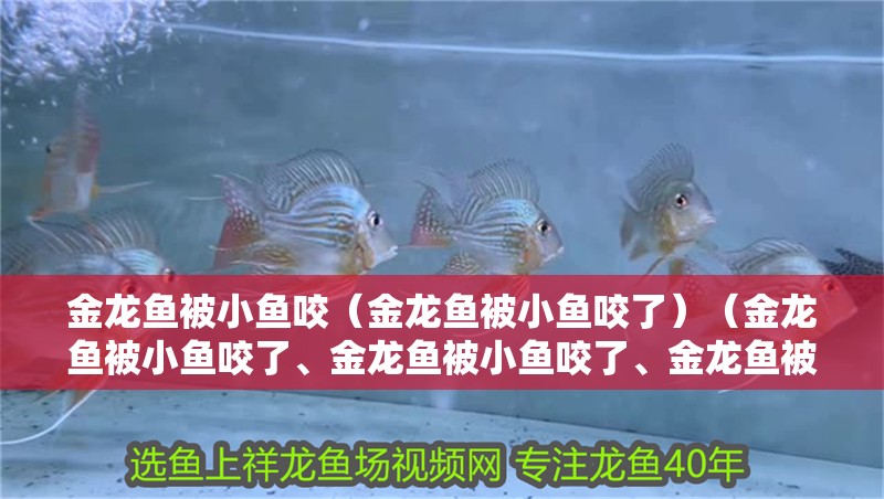 金龍魚被小魚咬（金龍魚被小魚咬了）（金龍魚被小魚咬了、金龍魚被小魚咬了、金龍魚被小魚咬了對應的信息） 金龍魚被小魚咬（金龍魚被小魚咬了）（金龍魚被小魚咬了、金龍魚被小魚咬了、金龍魚被小魚咬了對應的信息） 觀賞魚百科
