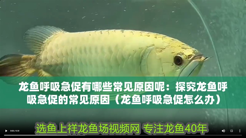 龍魚呼吸急促有哪些常見原因呢：探究龍魚呼吸急促的常見原因（龍魚呼吸急促怎么辦）