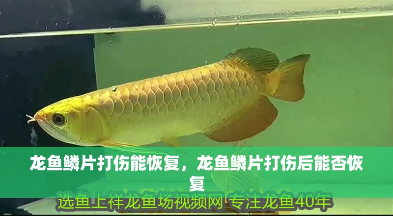 龍魚鱗片打傷能恢復，龍魚鱗片打傷后能否恢復 龍魚鱗片打傷能恢復，龍魚鱗片打傷后能否恢復 龍魚百科 第2張