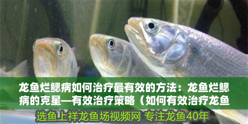 龍魚(yú)爛鰓病如何治療最有效的方法：龍魚(yú)爛鰓病的克星—有效治療策略（如何有效治療龍魚(yú)爛鰓病）