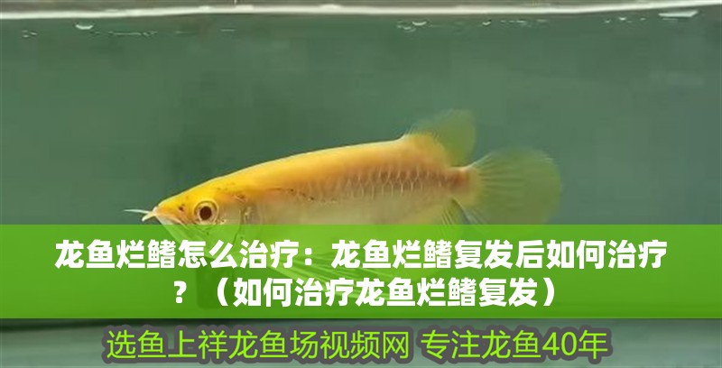 龍魚爛鰭怎么治療：龍魚爛鰭復發后如何治療？（如何治療龍魚爛鰭復發）