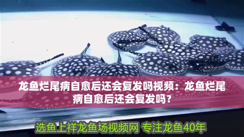 龍魚爛尾病自愈后還會復發嗎視頻：龍魚爛尾病自愈后還會復發嗎？ 龍魚爛尾病自愈后還會復發嗎視頻：龍魚爛尾病自愈后還會復發嗎？ 水族問答