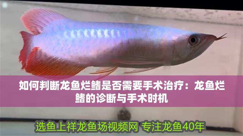 如何判斷龍魚爛鰭是否需要手術(shù)治療：龍魚爛鰭的診斷與手術(shù)時機
