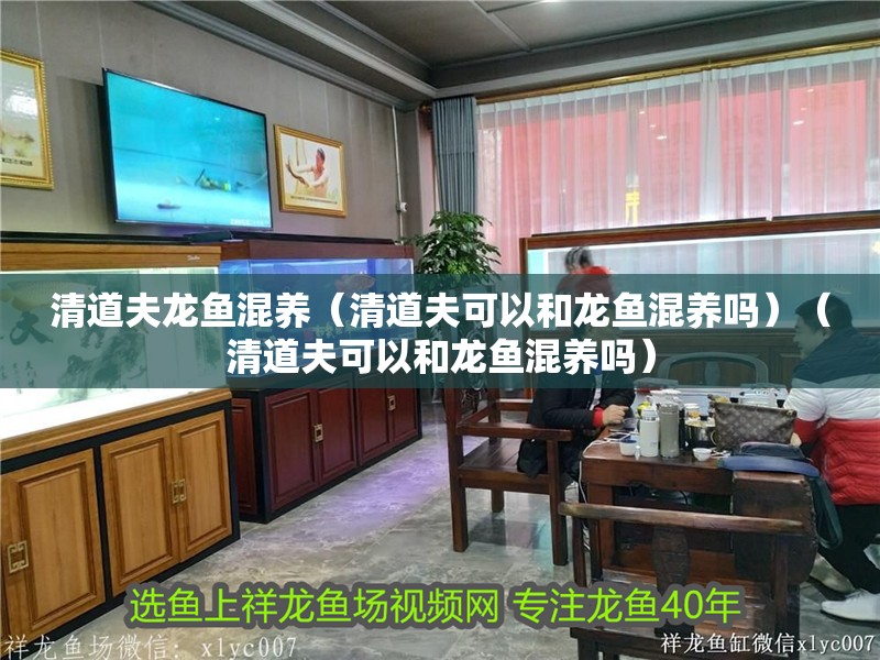 龍魚怕什么 清道夫龍魚混養(清道夫可以和龍魚混養嗎)(清道夫可以和龍魚混養嗎) 觀賞魚百科 清道夫龍魚混養(清道夫可以和龍魚混養嗎)(清道夫可以和龍魚混養嗎) 清道夫龍魚混養(清道夫可以和龍魚混養嗎)(清道夫可以和龍魚混養嗎) 觀賞魚百科