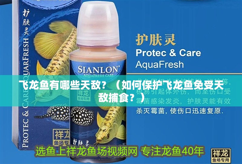 飛龍魚有哪些天敵？（如何保護飛龍魚免受天敵捕食？）