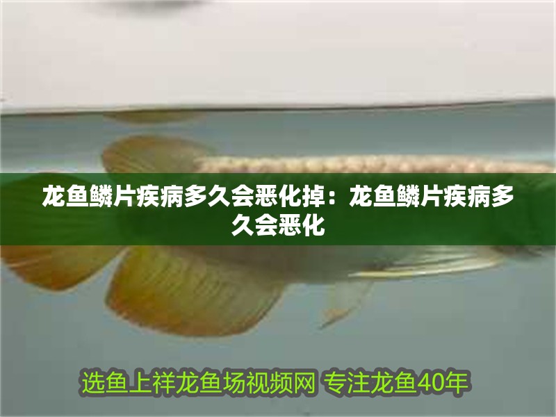 龍魚鱗片疾病多久會惡化掉：龍魚鱗片疾病多久會惡化 龍魚鱗片疾病多久會惡化掉：龍魚鱗片疾病多久會惡化 水族問答