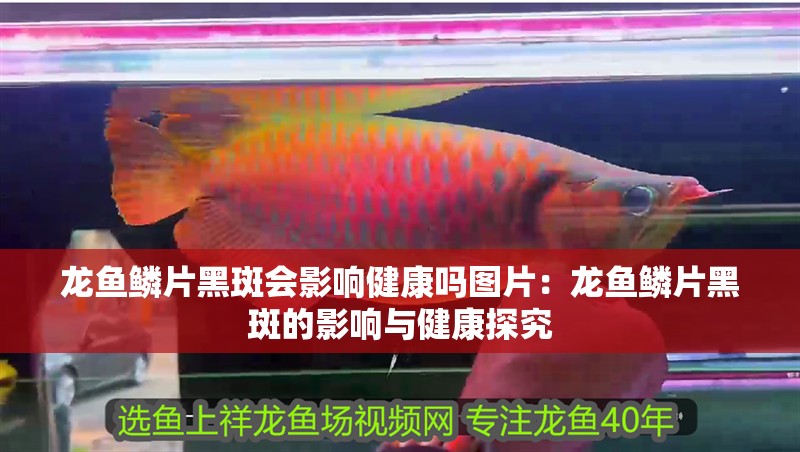 龍魚鱗片黑斑會影響健康嗎圖片：龍魚鱗片黑斑的影響與健康探究