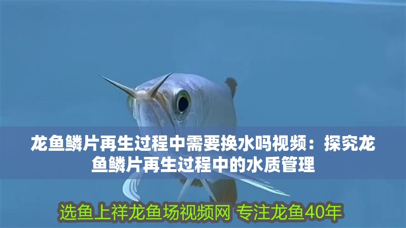 龍魚鱗片再生過程中需要換水嗎視頻：探究龍魚鱗片再生過程中的水質管理