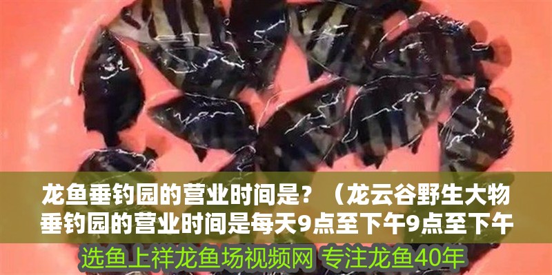 龍魚垂釣園的營業(yè)時間是?(龍云谷野生大物垂釣園的營業(yè)時間是每天9點至下午9點至下午)