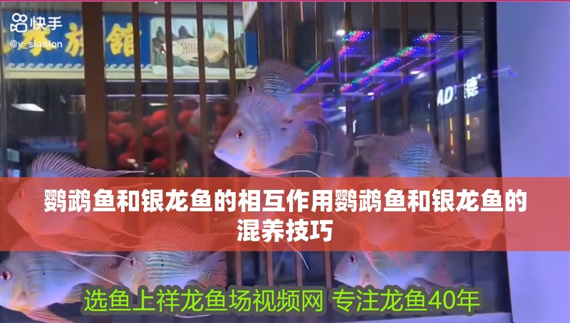 鸚鵡魚和銀龍魚的相互作用鸚鵡魚和銀龍魚的混養技巧