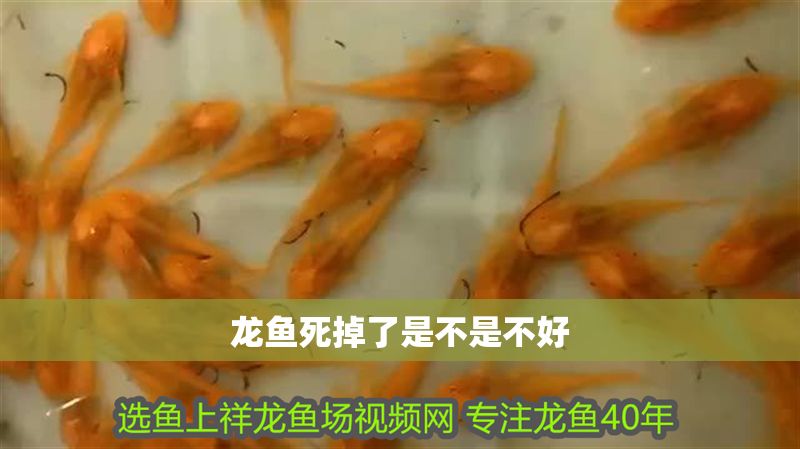 龍魚死掉了是不是不好