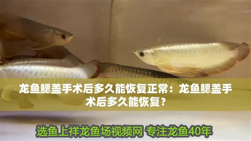 龍魚鰓蓋手術后多久能恢復正常：龍魚鰓蓋手術后多久能恢復？