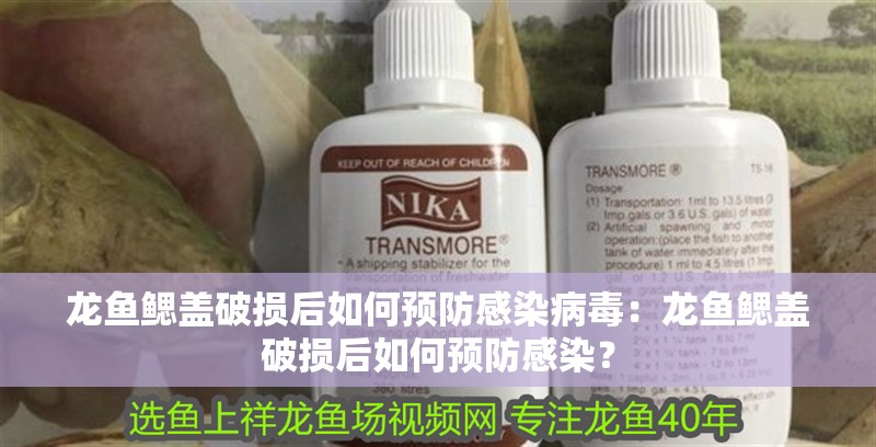 龍魚(yú)鰓蓋破損后如何預(yù)防感染病毒：龍魚(yú)鰓蓋破損后如何預(yù)防感染？