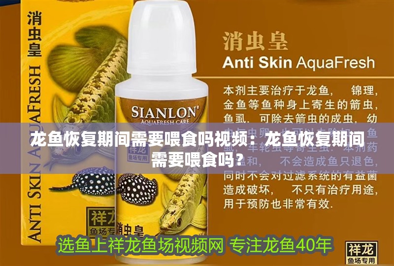 龍魚恢復期間需要喂食嗎視頻：龍魚恢復期間需要喂食嗎？