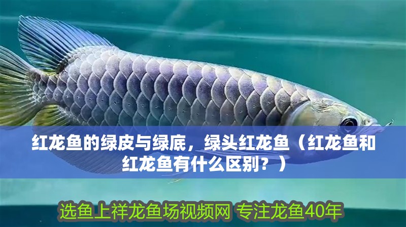 紅龍魚(yú)的綠皮與綠底，綠頭紅龍魚(yú)（紅龍魚(yú)和紅龍魚(yú)有什么區(qū)別？）