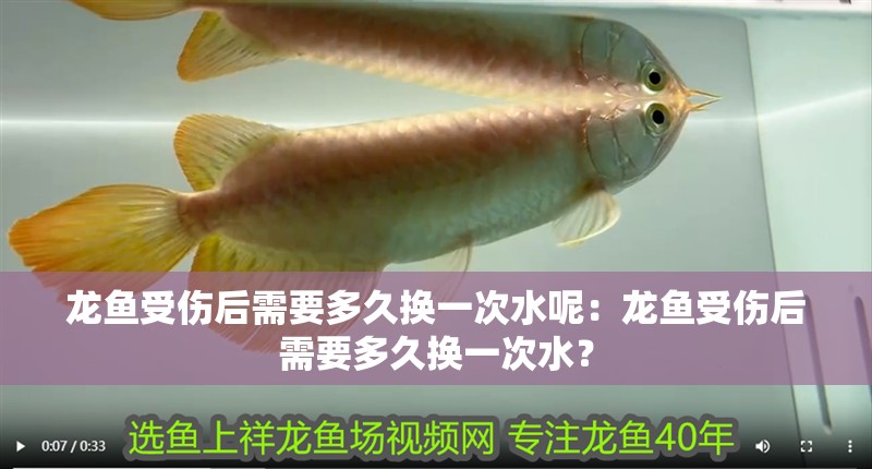 龍魚受傷后需要多久換一次水呢：龍魚受傷后需要多久換一次水？